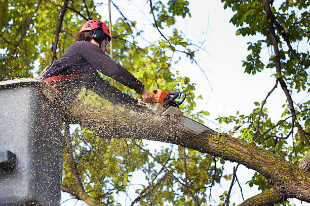 How Our Tree Care Process Works  in  Inverness Highlands South, FL